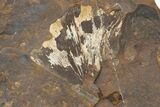 Fossil Ginkgo Leaf & Coproplite - North Dakota #217931-1